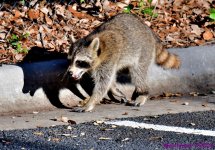 DSC_4894_001.JPG