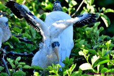 DSC_4846_001.JPG