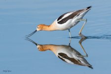 AvocetBug-639.jpg