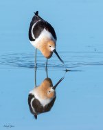 AvocetReflection-638.jpg