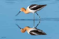 AvocetReflection-641.jpg