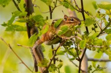 Chipmunk5346 sm.jpg