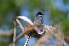 EasternKingbird5183 sm.jpg