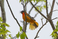 Oriole5075 sm.jpg
