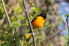 Oriole5187 sm.jpg