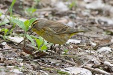 PalmWarbler5095 sm.jpg