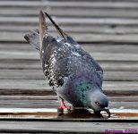 DSC_4933_001.JPG