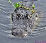 DSC_5034_001.JPG