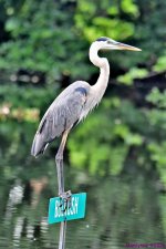 DSC_5003_001.JPG