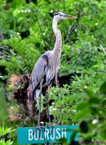 DSC_5009_001.JPG
