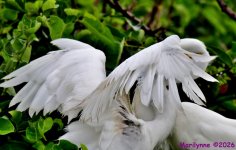DSC_5045_001.JPG
