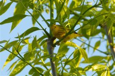 YellowWarbler5202 sm.jpg