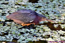 DSC_5079_001.JPG