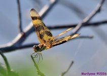 DSC_5118_001.JPG