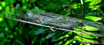 DSC_5193_001.JPG