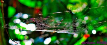 DSC_5196_001.JPG