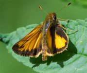 ZabulonSkipper5391 sm.jpg
