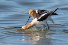AvocetMating-639.jpg