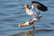 AvocetMating-642.jpg
