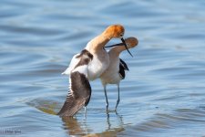 AvocetMating-644.jpg