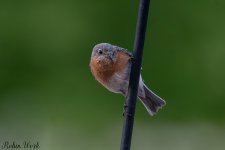 D50_5099.jpg