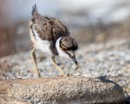 KilldeerBabyBug-648.jpg