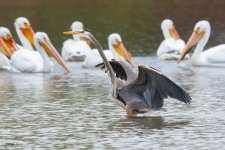 GBHFishvsPelicans-630.jpg