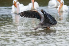 GBHFishvsPelicans-631.jpg