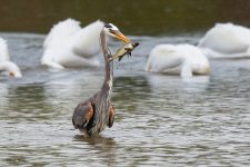 GBHFishvsPelicans-633.jpg