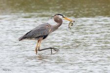 GBHFishvsPelicans-649.jpg