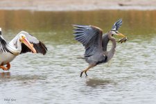 GBHFishvsPelicans-651.jpg