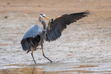 GBHFishvsPelicans-652.jpg