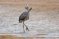 GBHFishvsPelicans-653.jpg