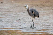 GBHFishvsPelicans-656.jpg