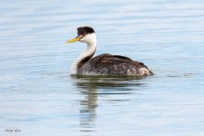 ClarksGrebe-630.jpg