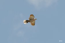 71D_0067_Bird.jpg