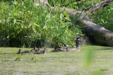 WoodDucks5537 sm.jpg