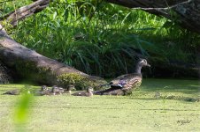 WoodDucks5538 sm.jpg