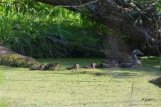 WoodDucks5541 sm.jpg