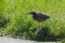 GreenHeron5501 sm.jpg