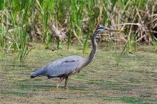 GreatBlue5525 sm.jpg