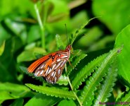 DSC_5265_001.JPG