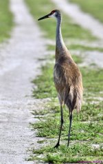 DSC_5292_001.JPG