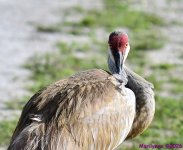 DSC_5304_001.JPG