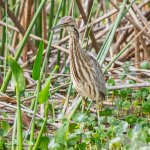 Bittern-630.jpg