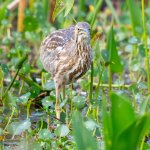 Bittern-631.jpg