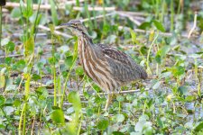 Bittern-632.jpg