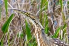 Bittern-633.jpg