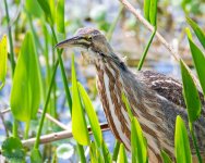 Bittern-635.jpg