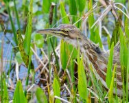 Bittern-637.jpg